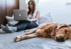 How Owning A Pet Can Help with Your Anxiety