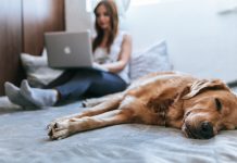 How Owning A Pet Can Help with Your Anxiety