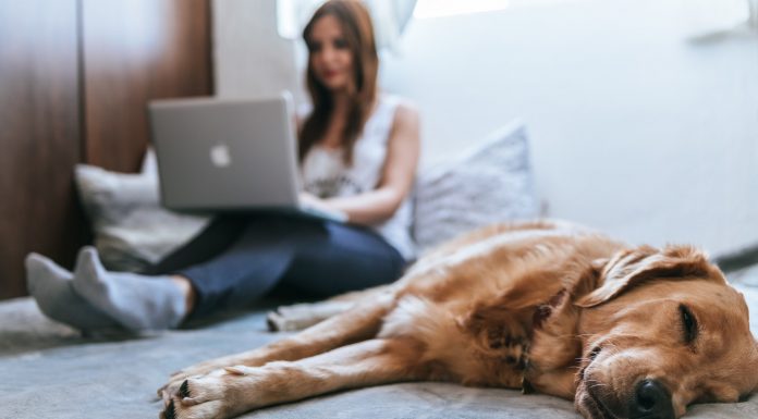 How Owning A Pet Can Help with Your Anxiety